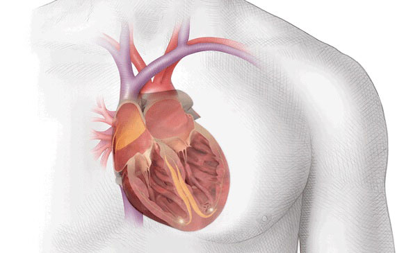 Illustration of the Heart